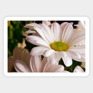 White Chrysanthemum flower Sticker